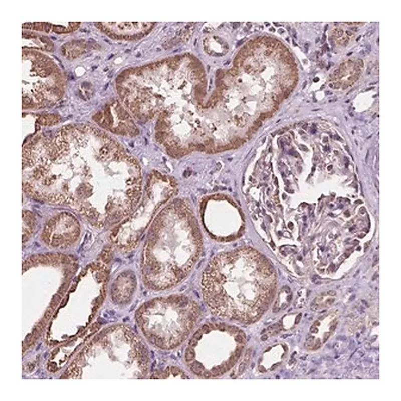 Merck Anti-SCOC antibody produced in rabbit