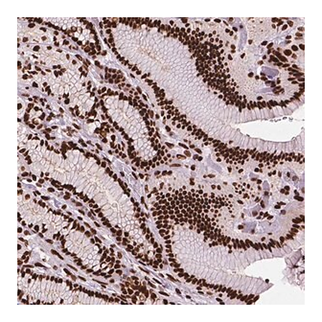Merck Anti-SMIM5 antibody produced in rabbit