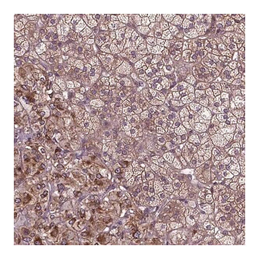 Merck Anti-ZNF616 antibody produced in rabbit