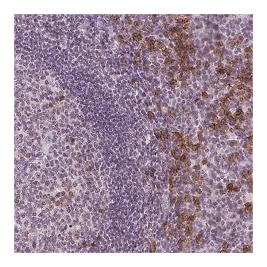 Merck Anti-TMEM184A antibody produced in rabbit