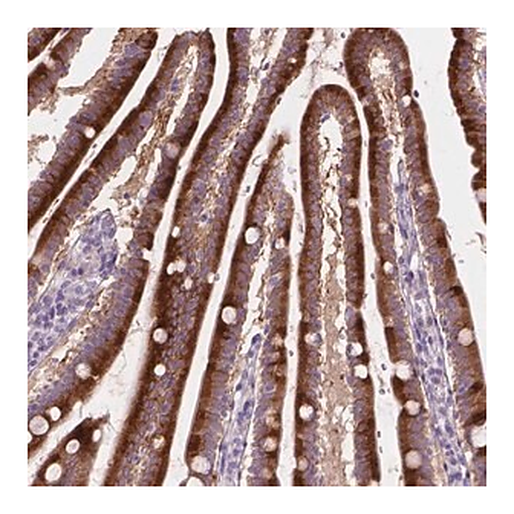 Merck Anti-NOXO1 antibody produced in rabbit
