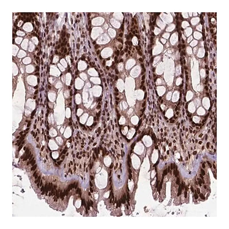 Merck Anti-SIRT6 antibody produced in rabbit