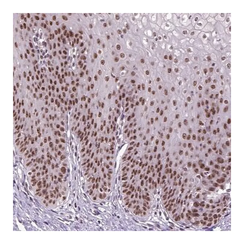 Merck Anti-RCC2 antibody produced in rabbit