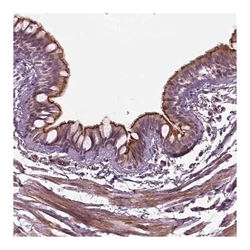 Merck Anti-DNASE1L1 antibody produced in rabbit