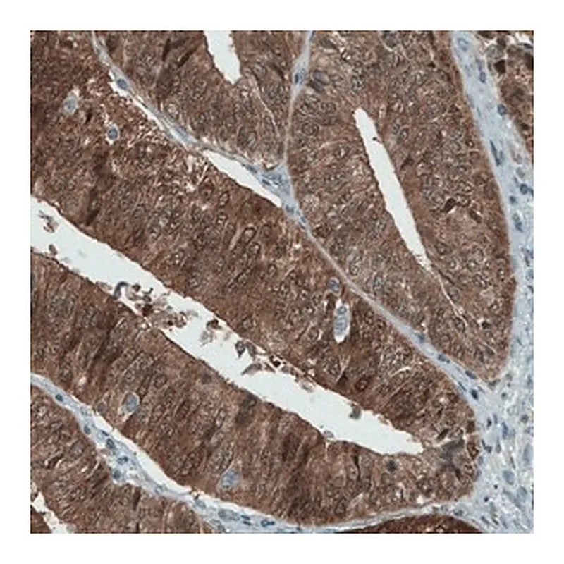 Merck Monoclonal Anti-ASRGL1 antibody produced in mouse