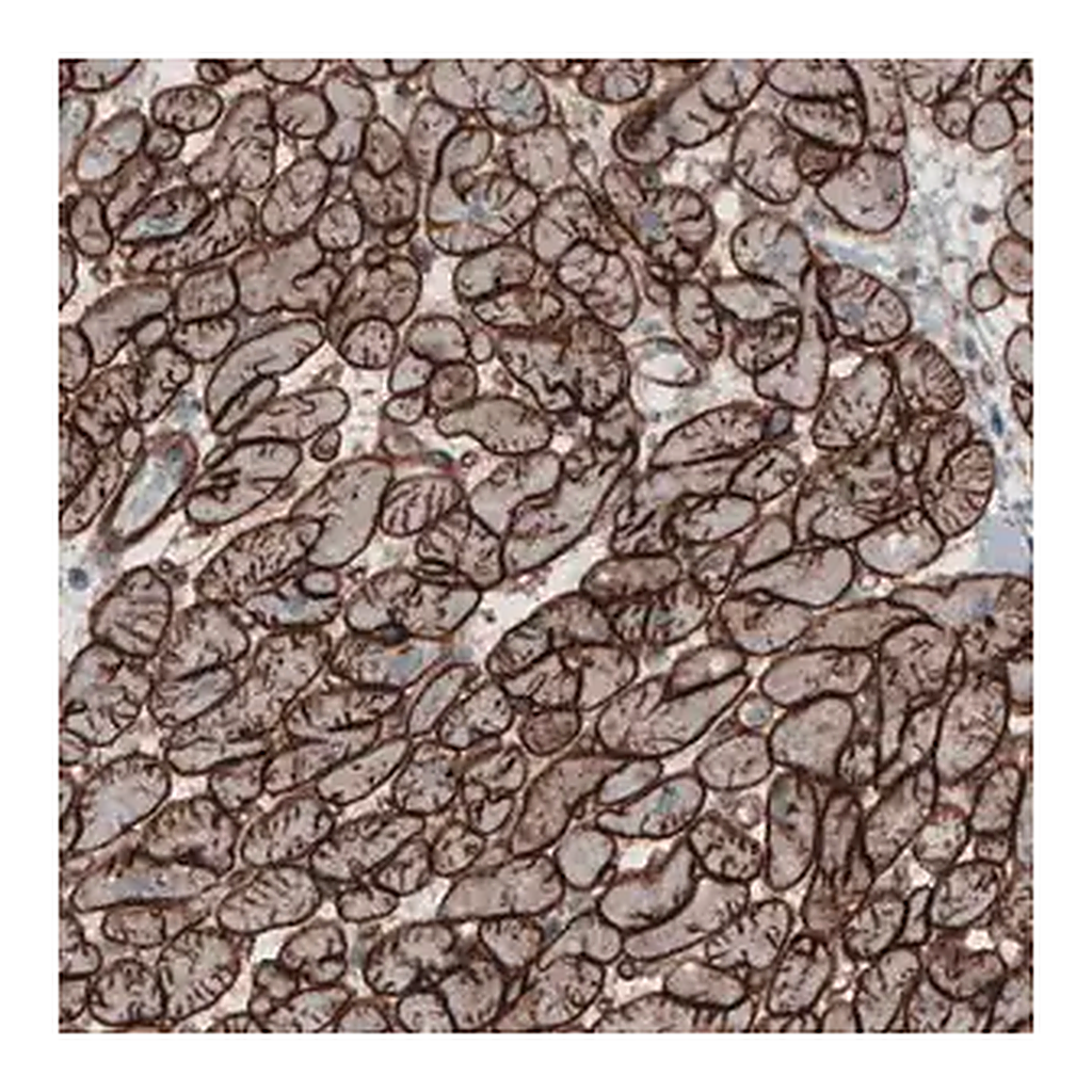 Merck Monoclonal Anti-LAMC1 antibody produced in mouse