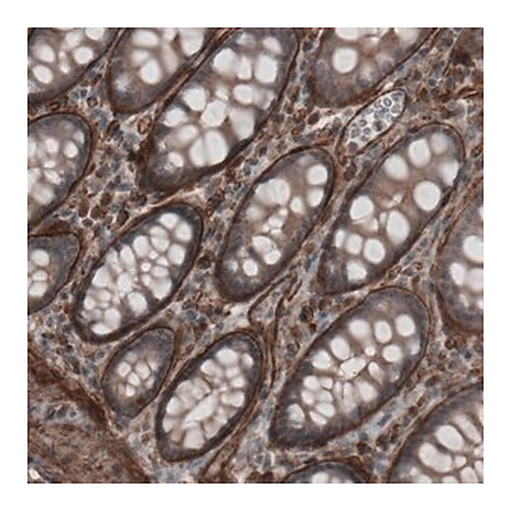 Merck Monoclonal Anti-LAMA4 antibody produced in mouse