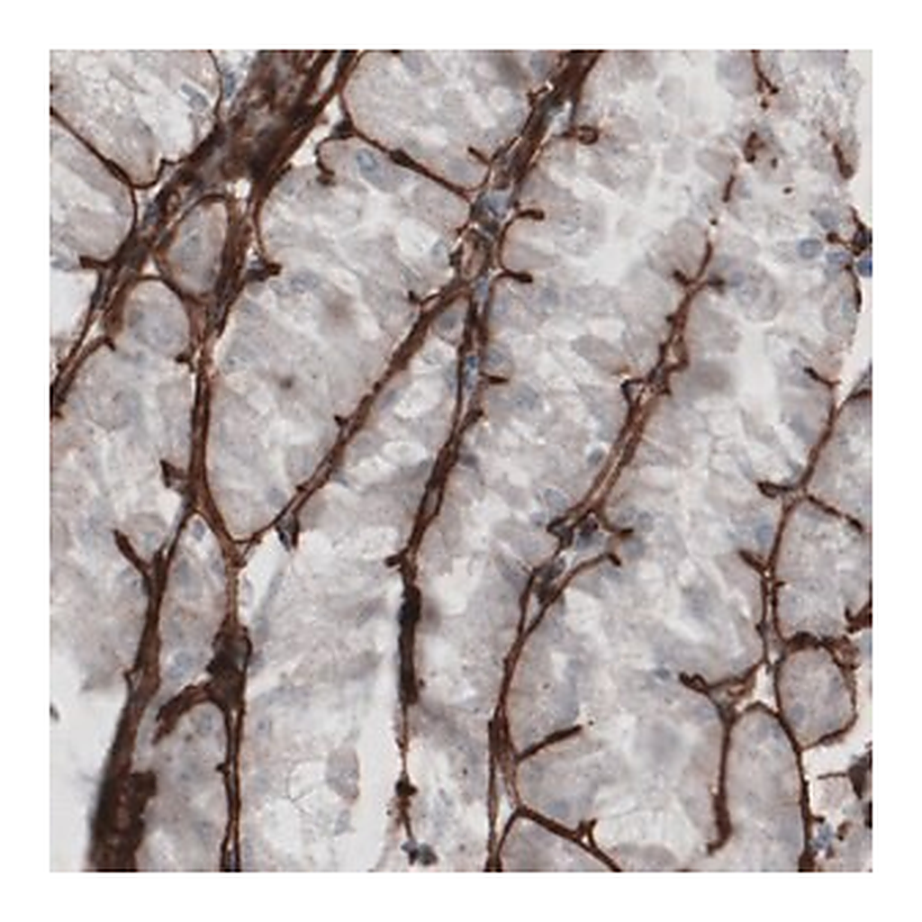 Merck Monoclonal Anti-LAMC1 antibody produced in mouse