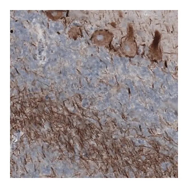 Merck Monoclonal Anti-NEFH antibody produced in mouse