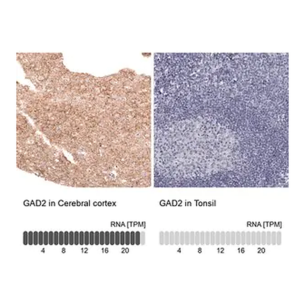 Merck Monoclonal Anti-GAD2 antibody produced in mouse