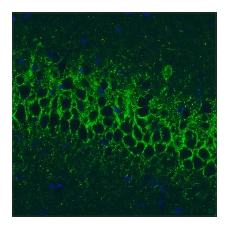 Merck Monoclonal Anti-GAD1 antibody produced in mouse