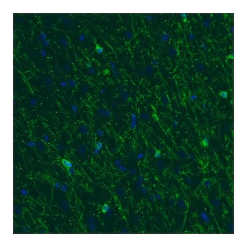 Merck Monoclonal Anti-CNP antibody produced in mouse