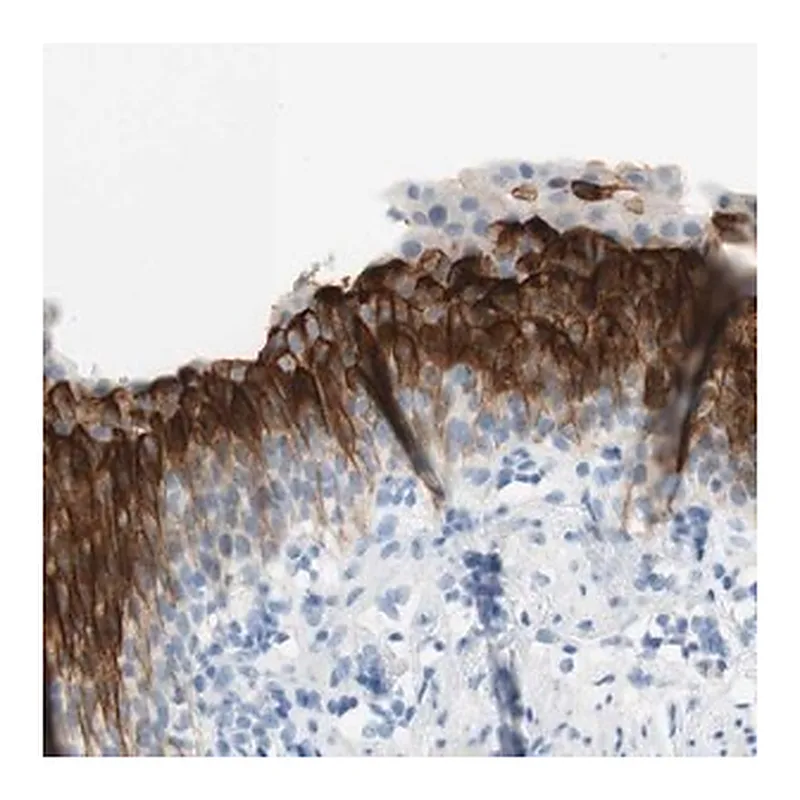 Merck Anti-UPK3BL antibody produced in rabbit