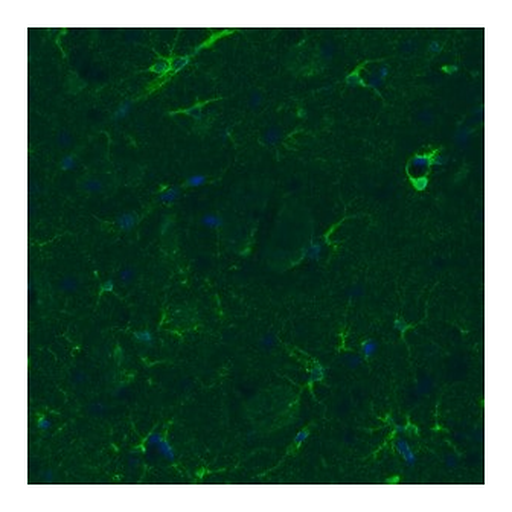 Merck Monoclonal Anti-GLUL antibody produced in mouse