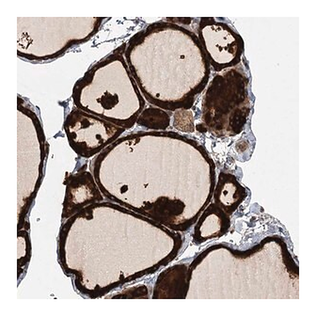 Merck Anti-RAPGEF6 antibody produced in rabbit