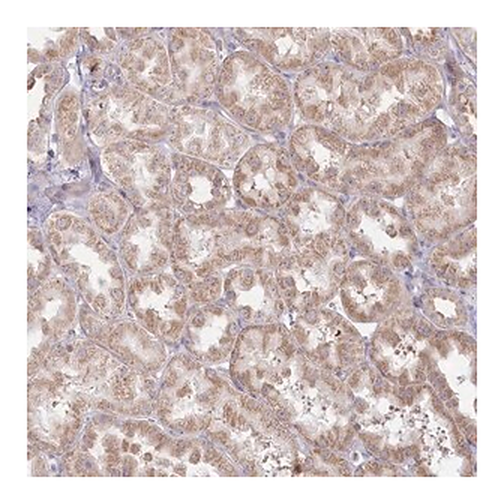 Merck Anti-MTG1 antibody produced in rabbit