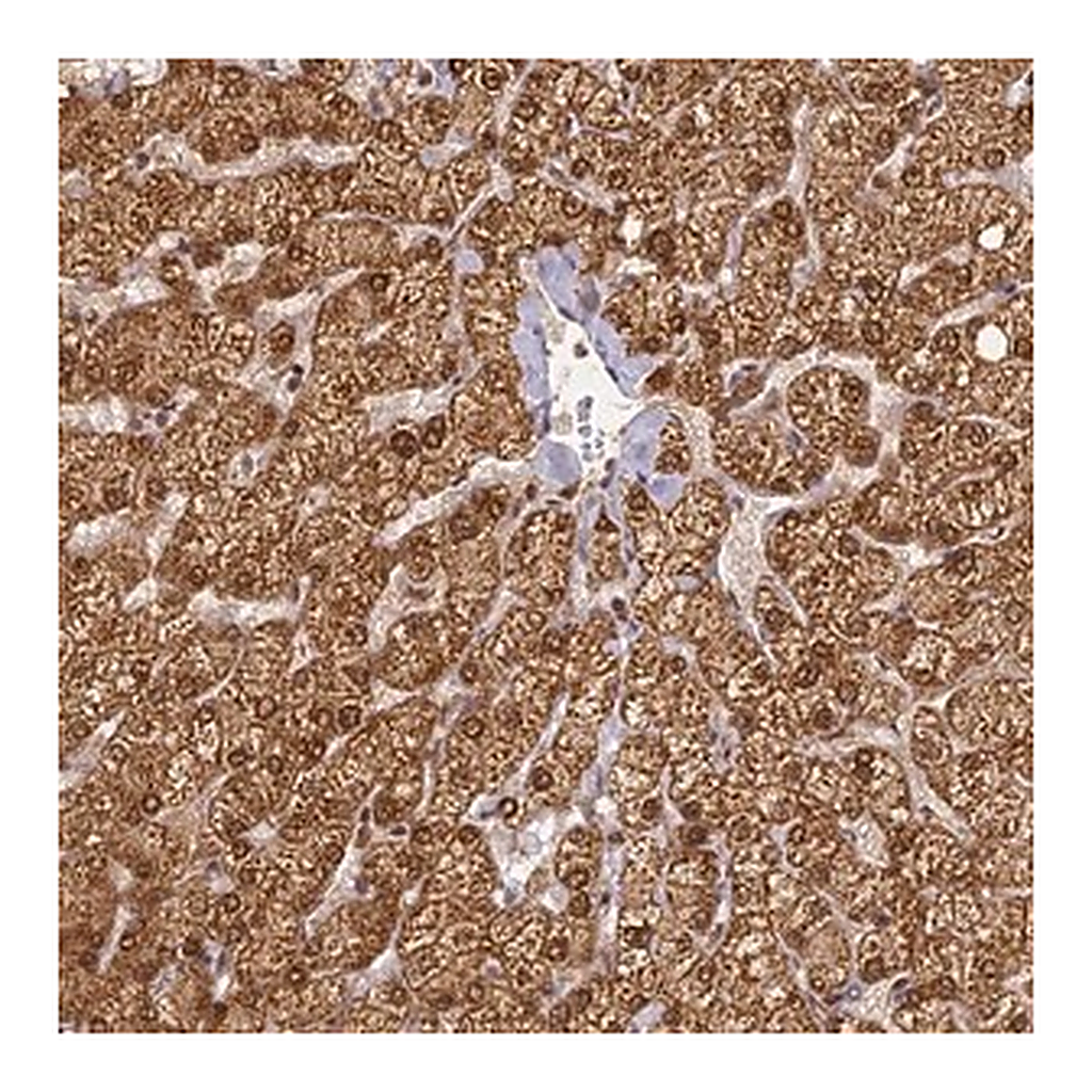 Merck Anti-ZNF443 antibody produced in rabbit