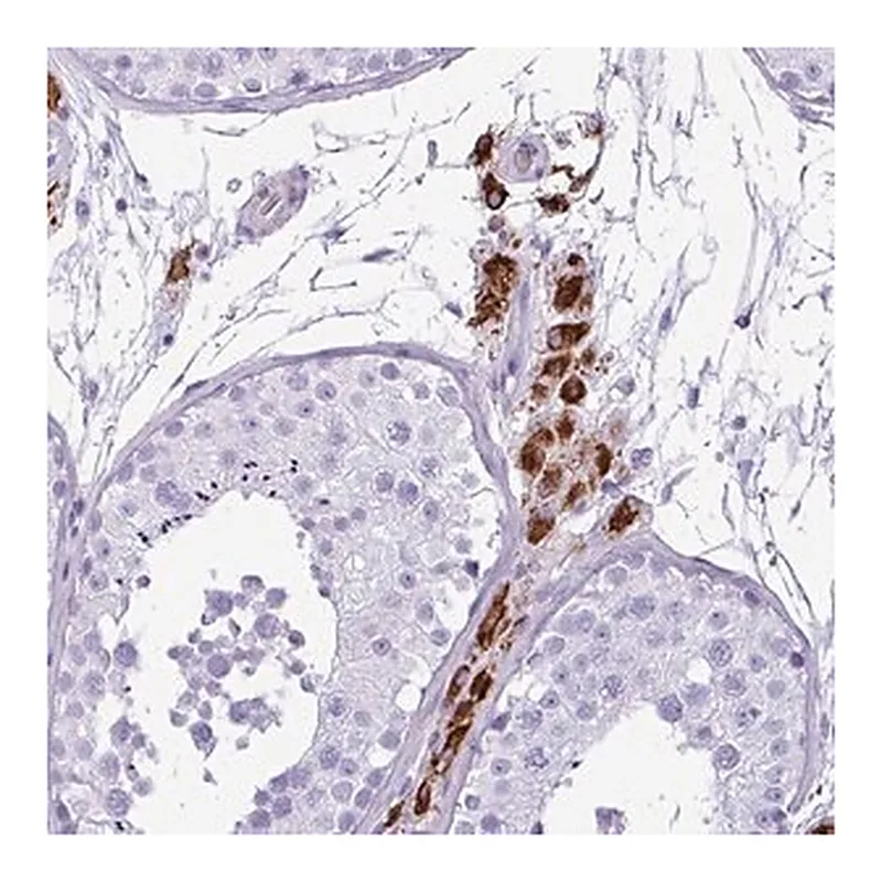 Merck Anti-ZSCAN5A antibody produced in rabbit