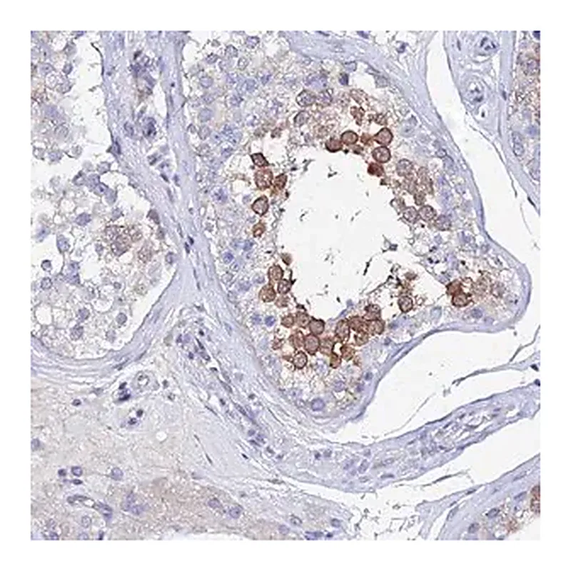 Merck Anti-PTTG1 antibody produced in rabbit