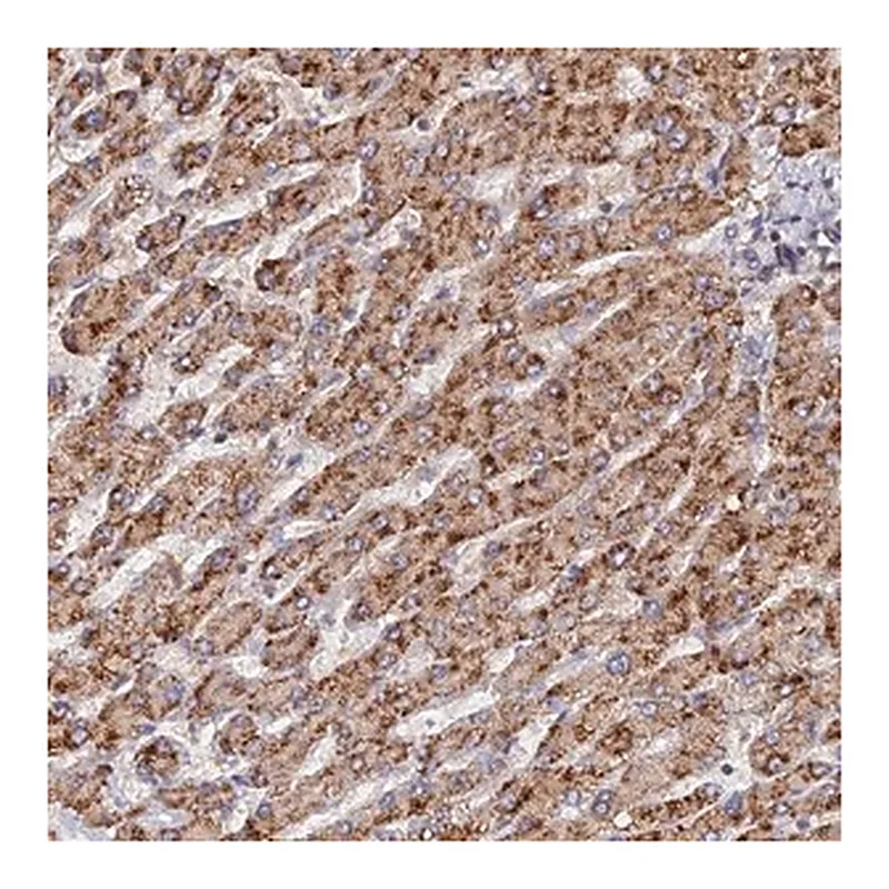 Merck Anti-CCZ1 antibody produced in rabbit