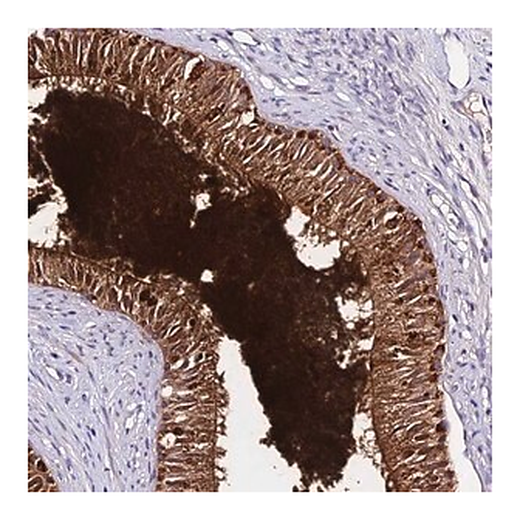 Merck Anti-DEFB106B antibody produced in rabbit