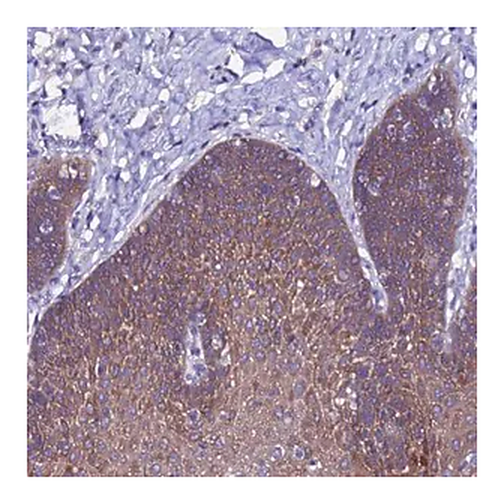 Merck Anti-ARHGEF35 antibody produced in rabbit