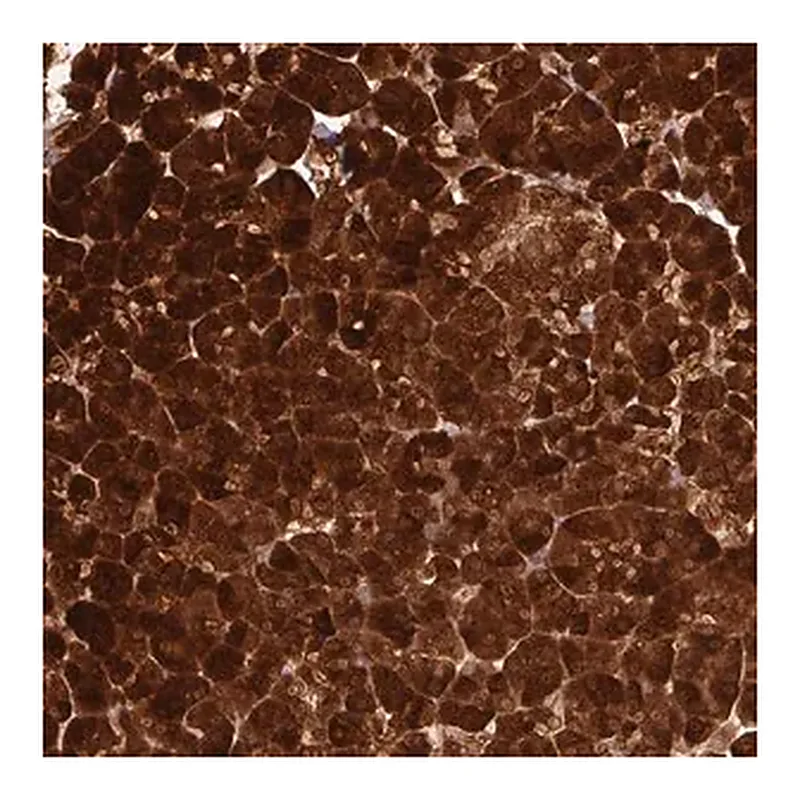 Merck Anti-AMY1A antibody produced in rabbit