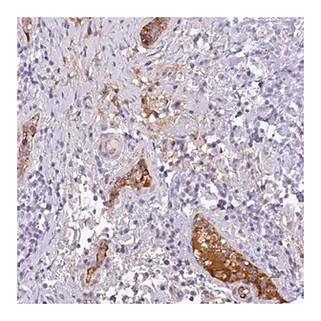 Merck Anti-C4A antibody produced in rabbit