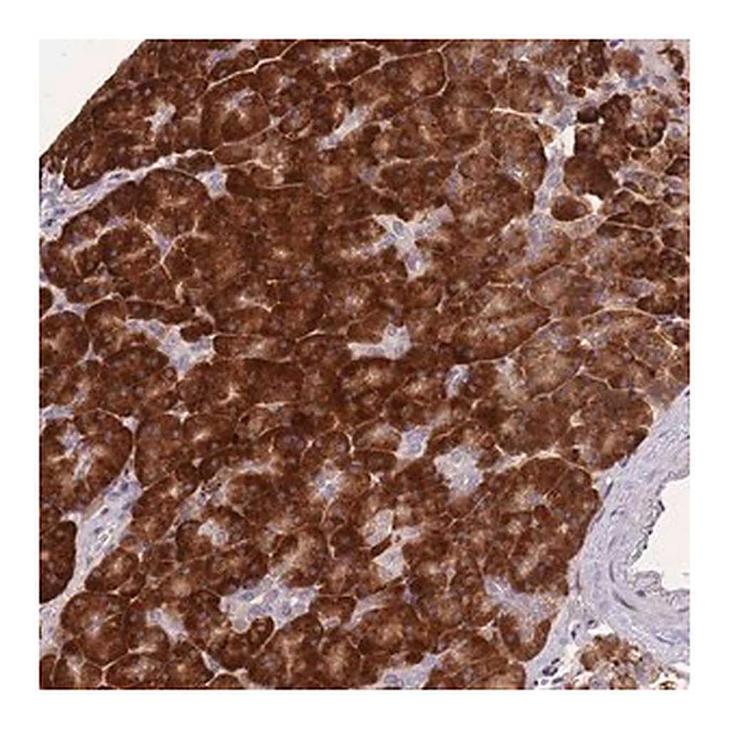 Merck Anti-FAM153B antibody produced in rabbit