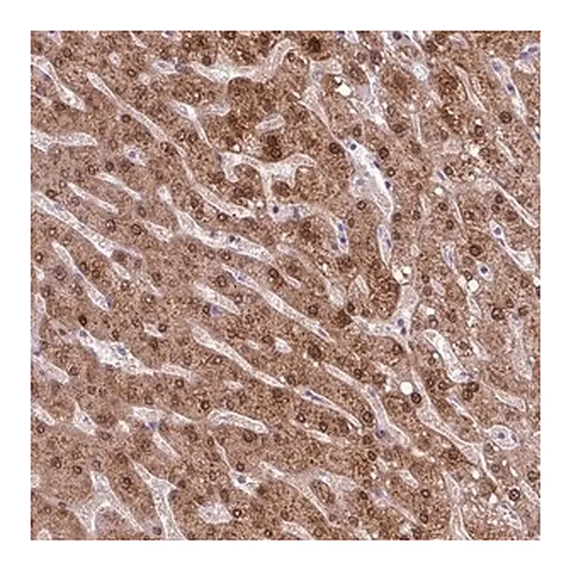 Merck Anti-POLR2J antibody produced in rabbit