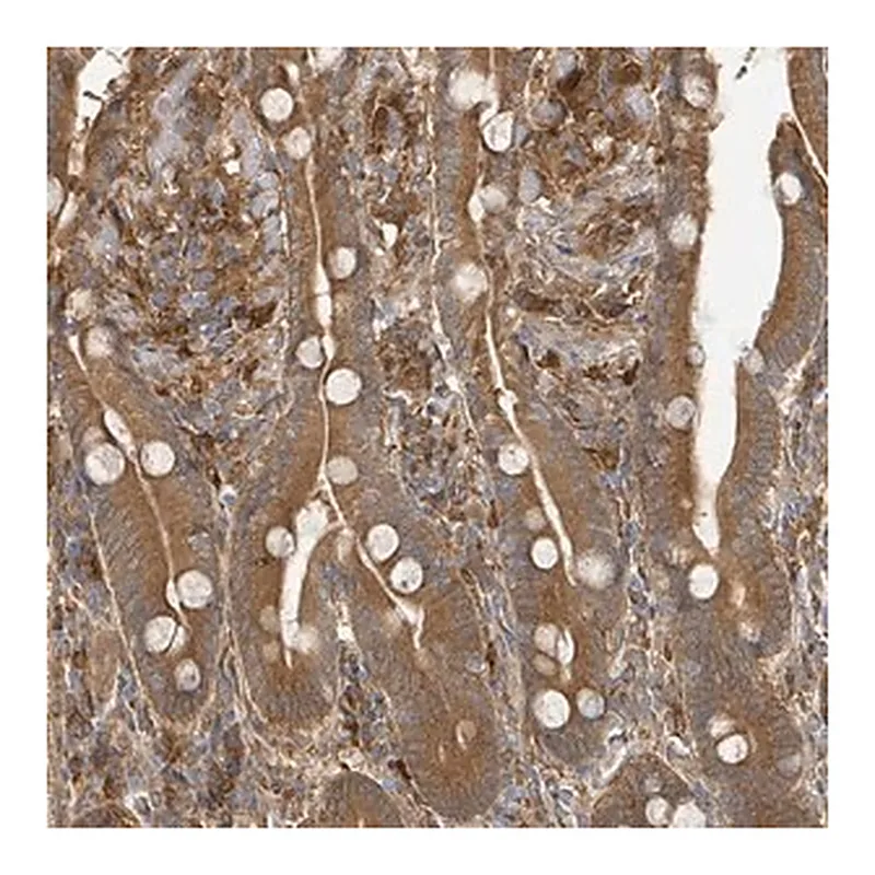 Merck Anti-ARPIN antibody produced in rabbit