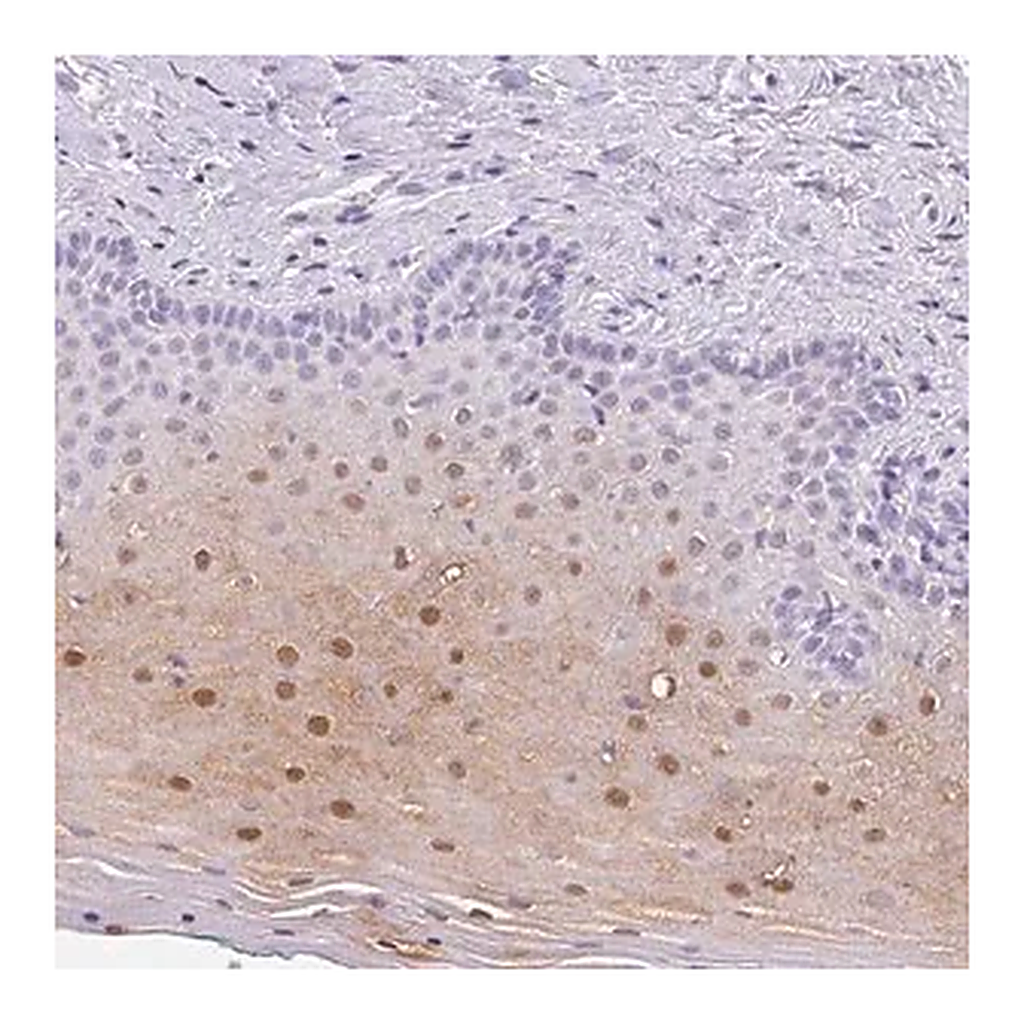 Merck Anti-SERPINB4 antibody produced in rabbit