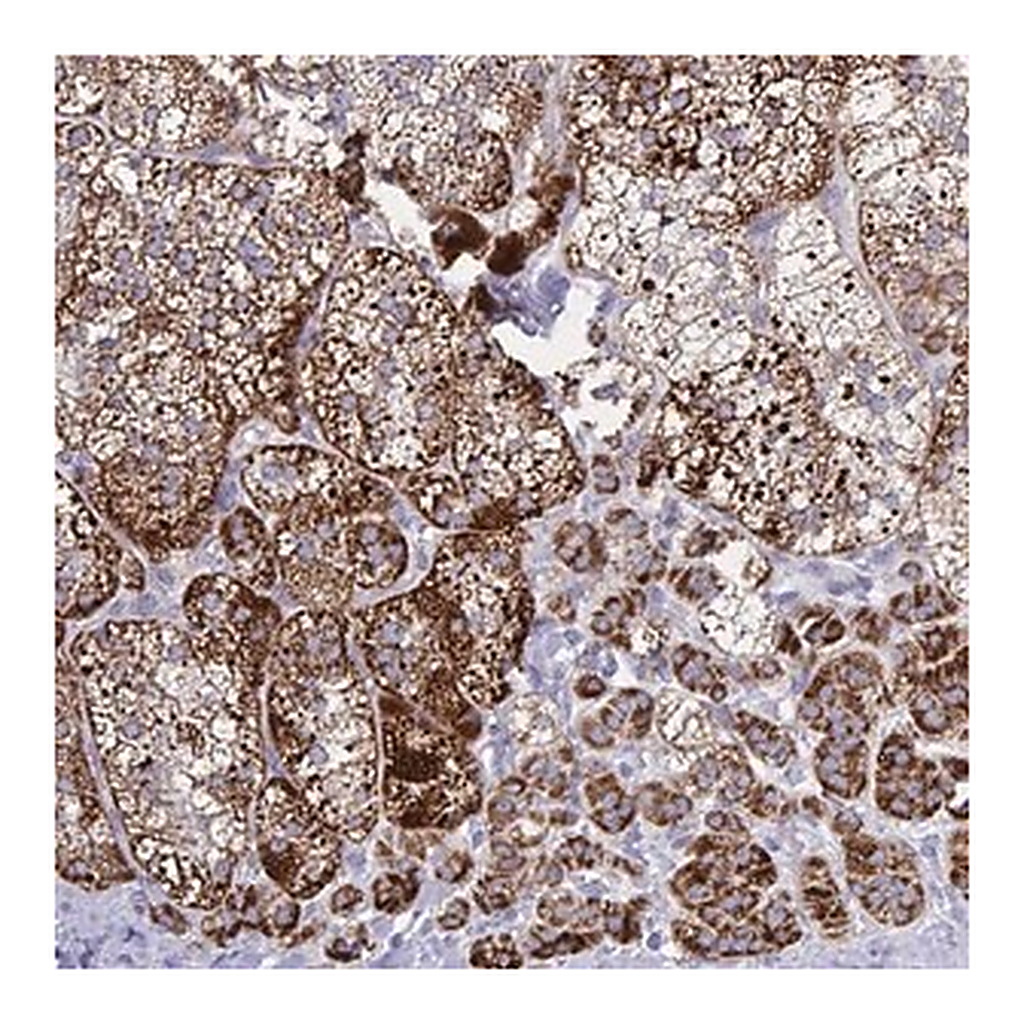 Merck Anti-HSPE1 antibody produced in rabbit