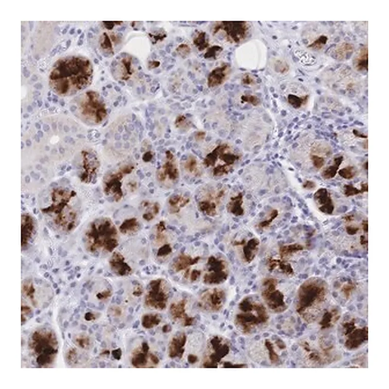 Merck Anti-CLEC18B antibody produced in rabbit