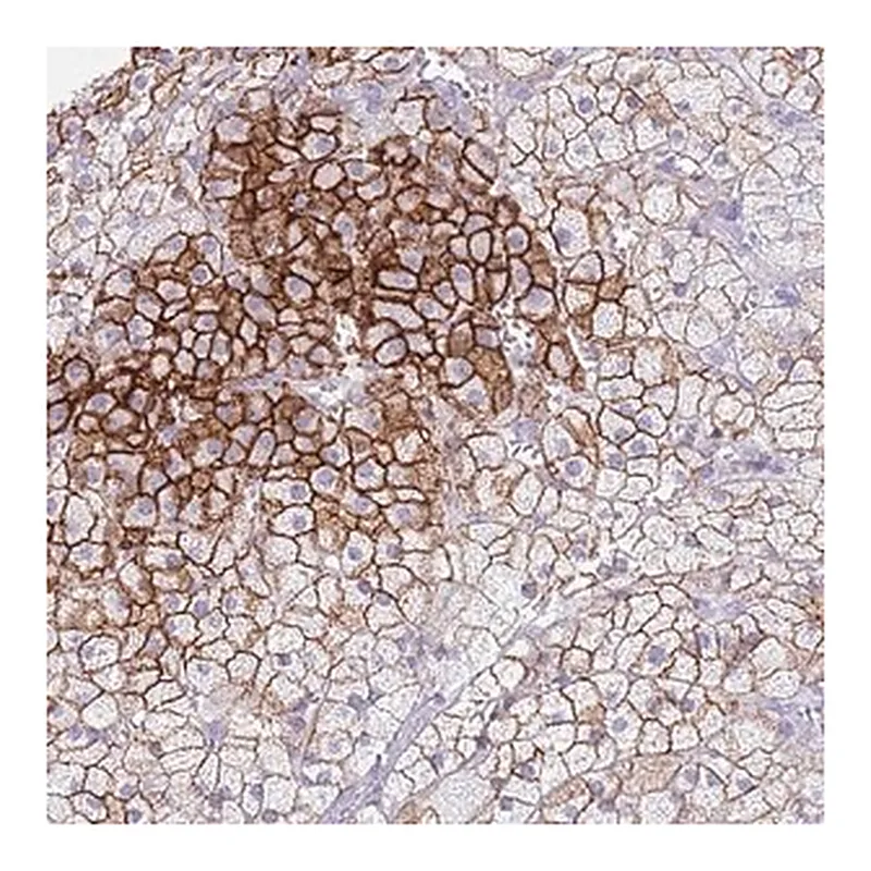 Merck Anti-ELOA2 antibody produced in rabbit