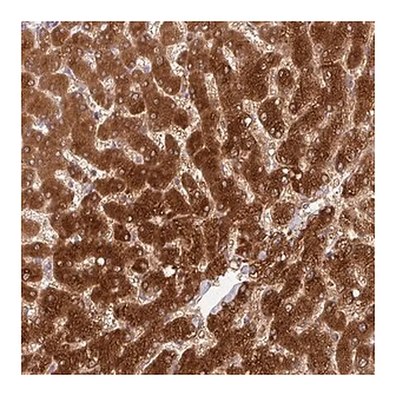 Merck Anti-GSTA1 antibody produced in rabbit