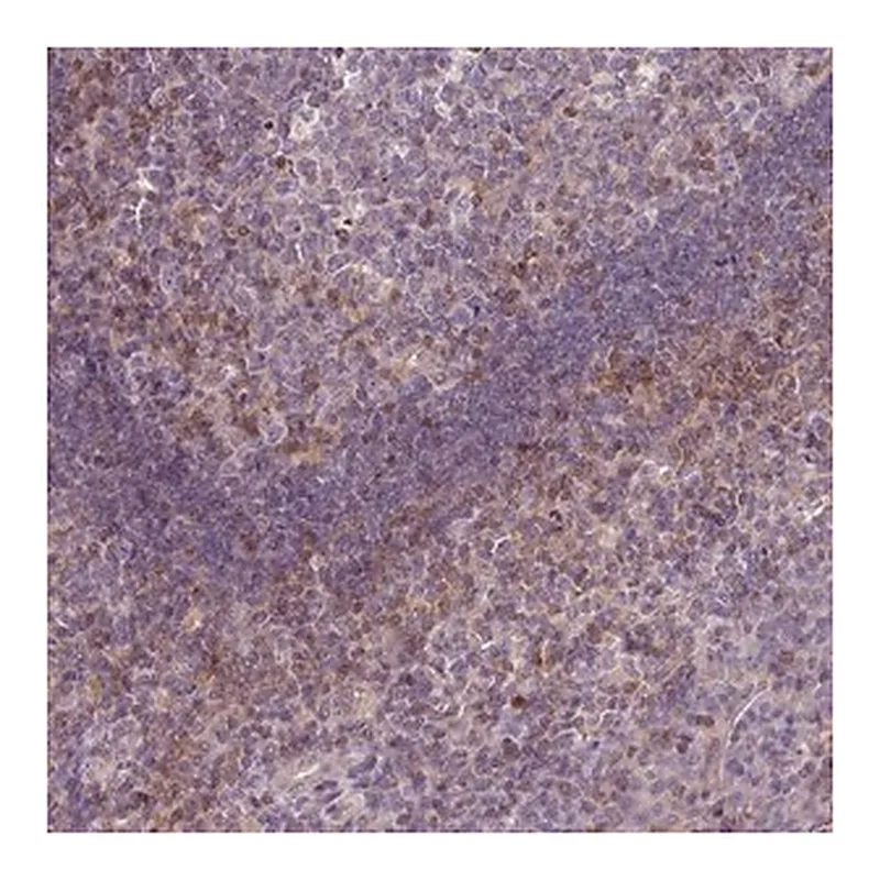 Merck Anti-STAT5A antibody produced in rabbit
