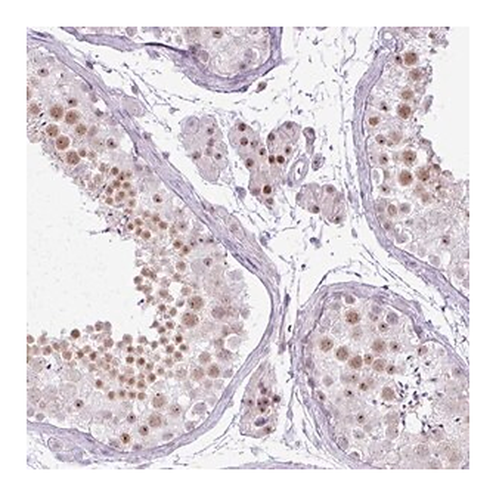 Merck Anti-ELOA3 antibody produced in rabbit