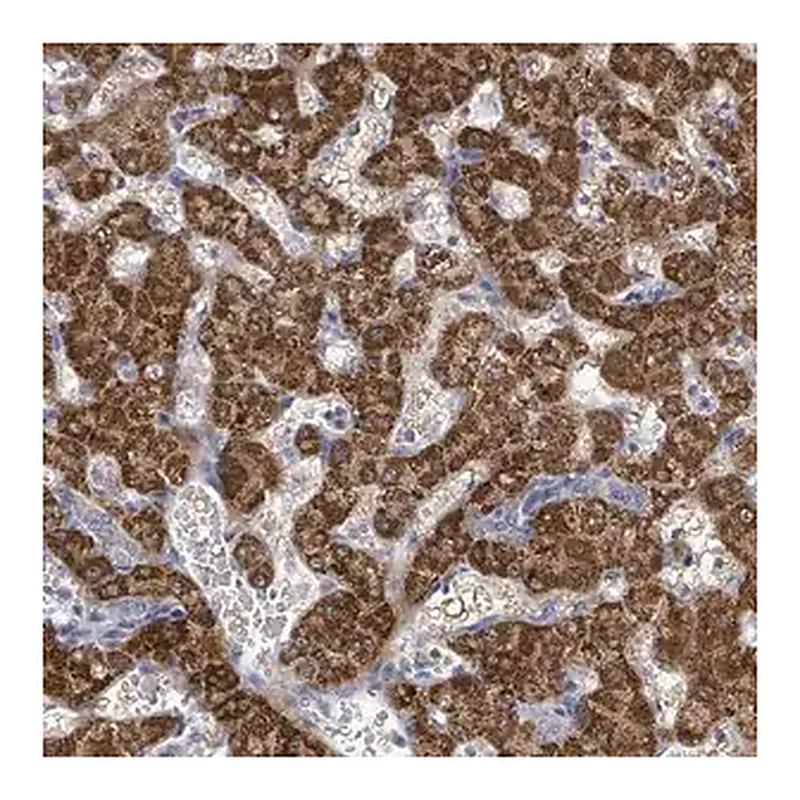 Merck Anti-ASB12 antibody produced in rabbit