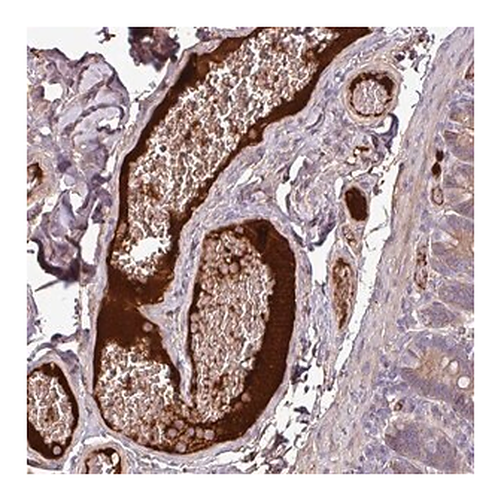 Merck Anti-C4A antibody produced in rabbit