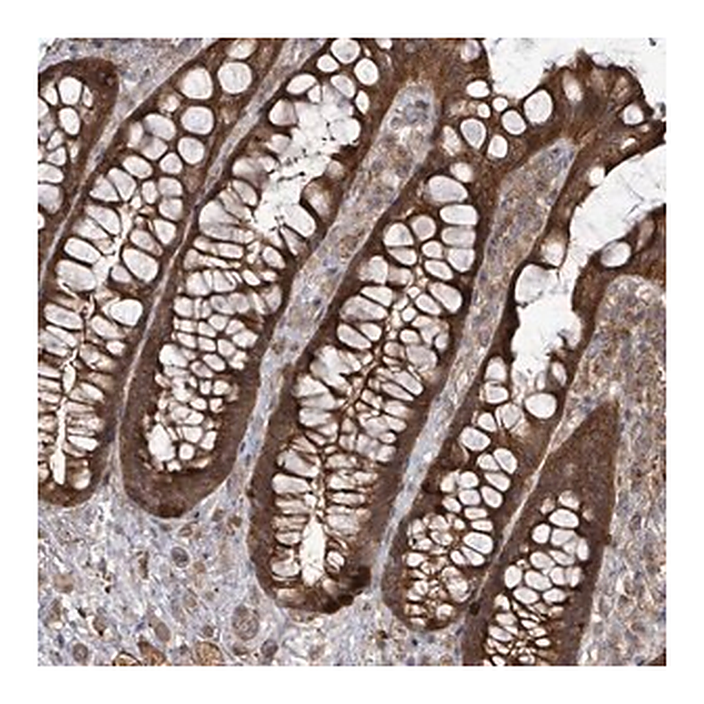 Merck Anti-EIF3C antibody produced in rabbit