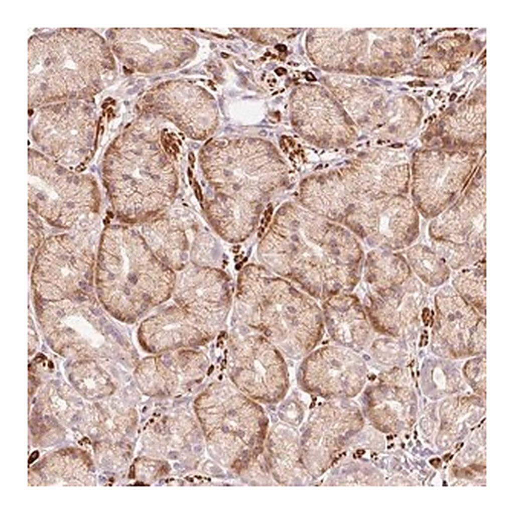 Merck Anti-RANBP2 antibody produced in rabbit