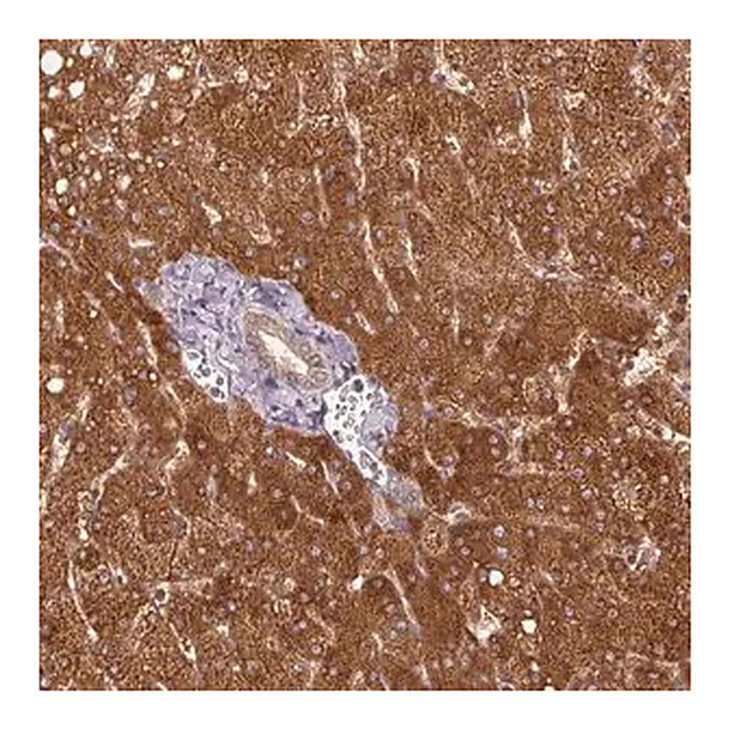 Merck Anti-MTHFD1 antibody produced in rabbit