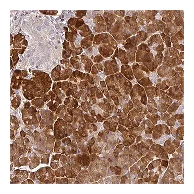 Merck Anti-MBD3L3 antibody produced in rabbit