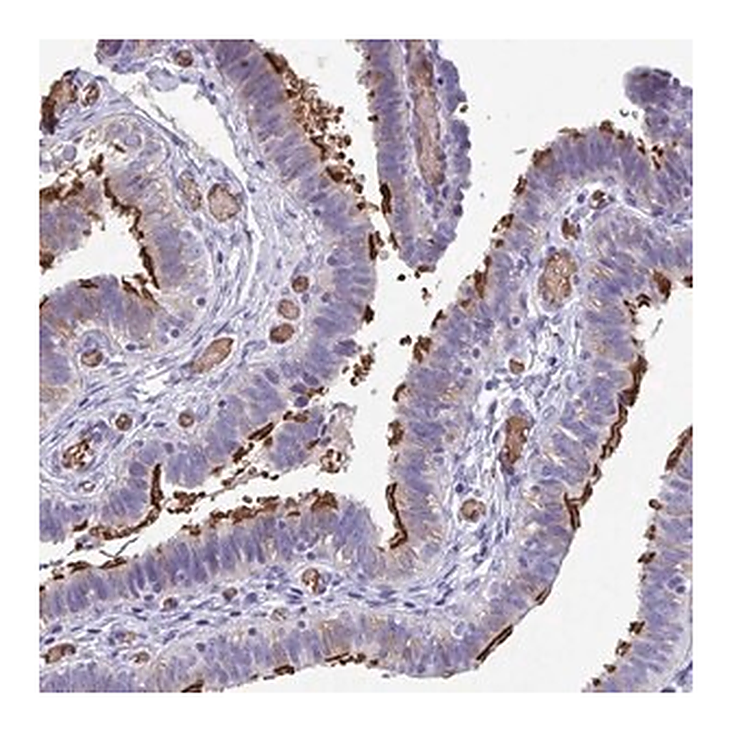 Merck Anti-TTC30A antibody produced in rabbit