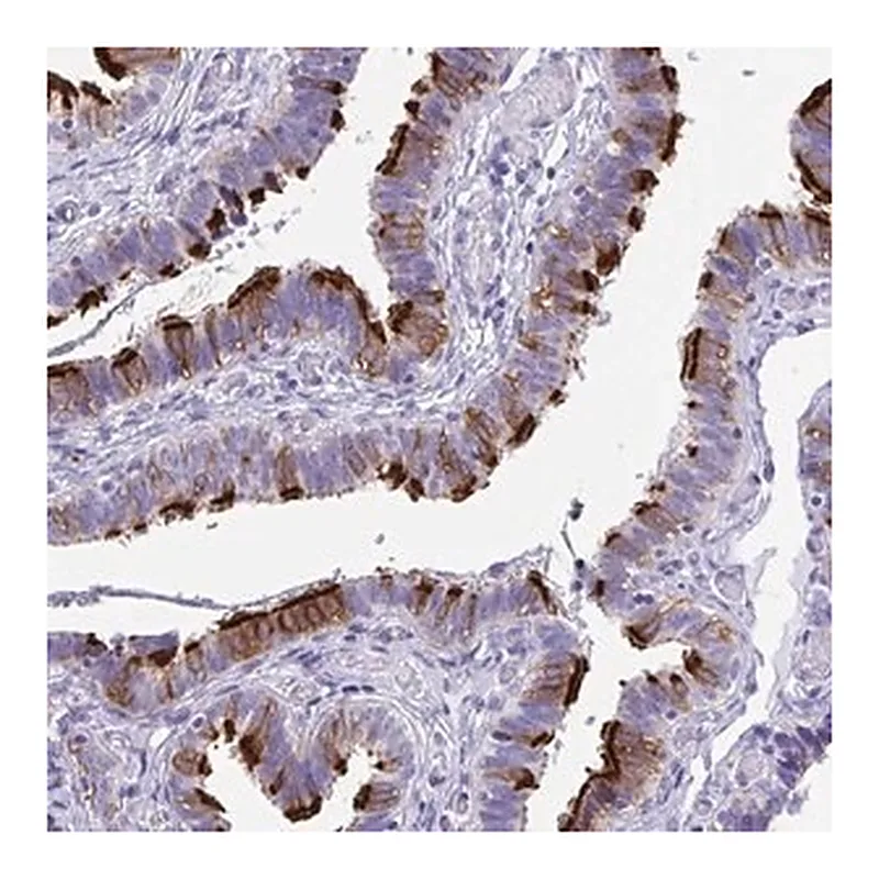 Merck Anti-TTC30A antibody produced in rabbit