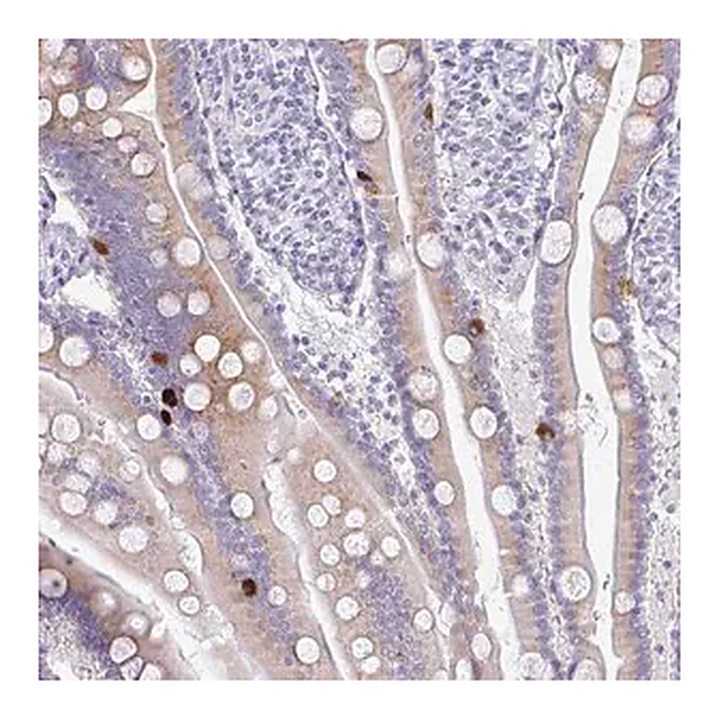 Merck Anti-PRAP1 antibody produced in rabbit