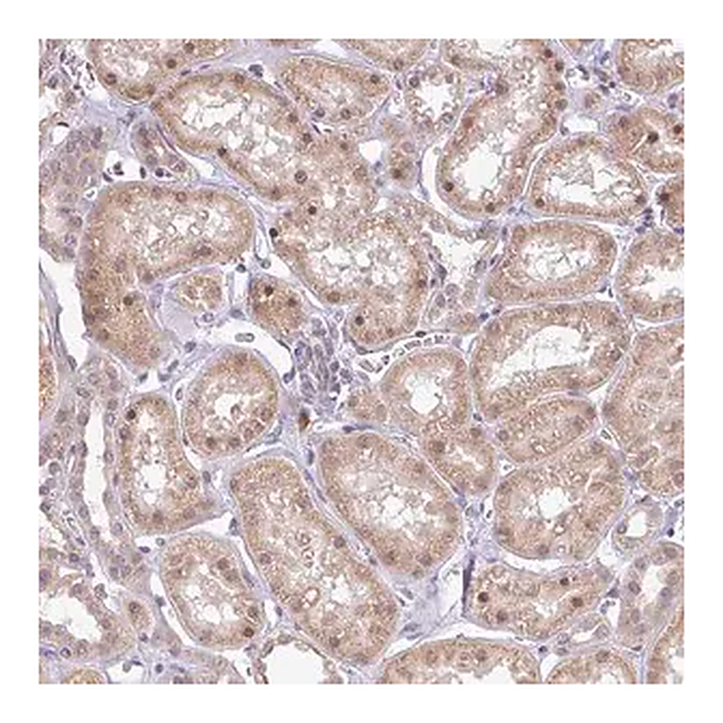 Merck Anti-FAM153A antibody produced in rabbit