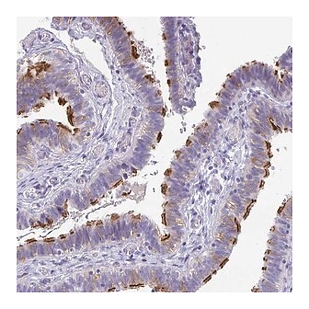 Merck Anti-TTC30A antibody produced in rabbit