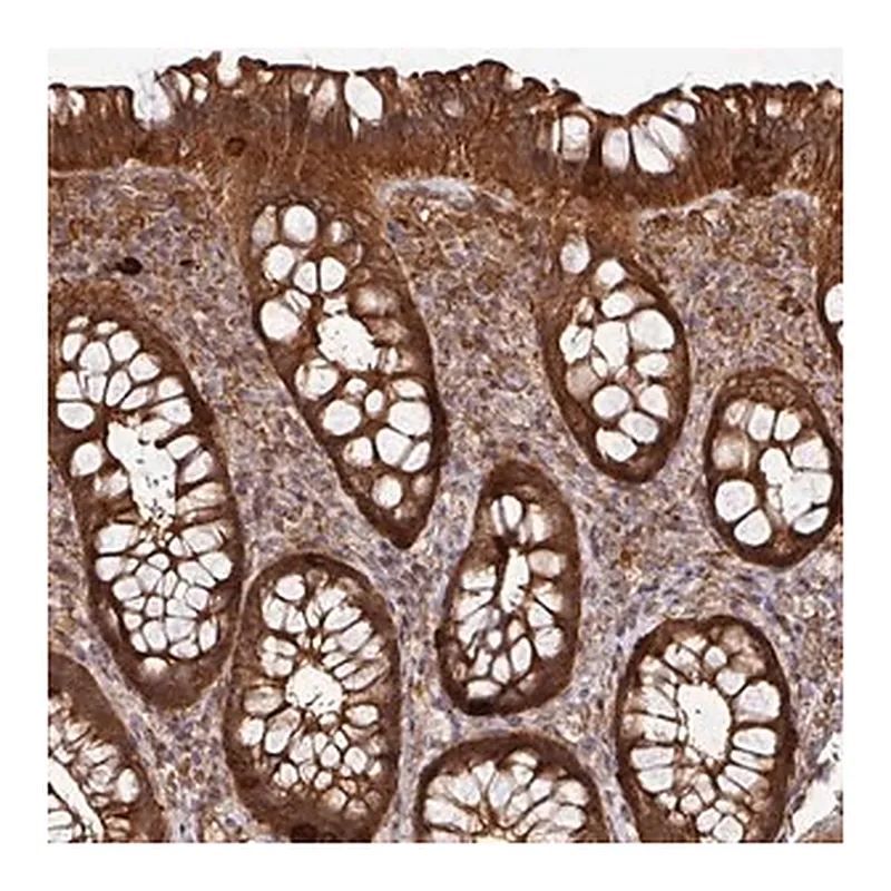 Merck Anti-ARPIN antibody produced in rabbit